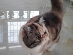 -宠福鑫康馨动物医院·骨科·眼科