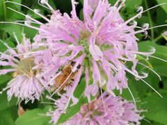 -长春公园(普阳街道)