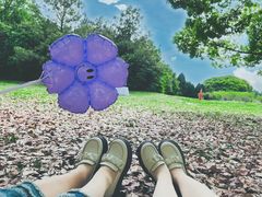 -上海共青森林公园