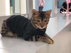 -糯米喵星人·撸猫猫舍咖啡馆(西市场嘉华店)