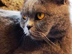 -猫猫幼稚园·撸猫·桌游·电玩