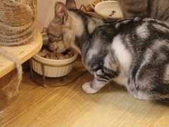-猫咪派对(江南西店)