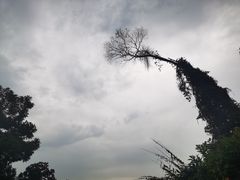 -天鹿湖森林公园