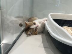 -babydoll猫舍·米努特·德文·缅因(久光中心店)