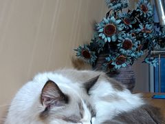 -Sweet cat·星愿猫咖(国贸大厦店)