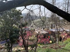 -桃源山庄·水蜜桃采摘·柴火鸡·烧烤团建(龙泉山店)