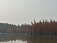 -白鹭湾湿地公园