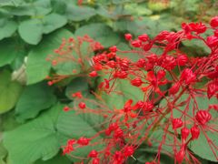 -东南花都花博园