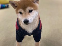 -逗柴咖啡屋·狗咖猫咖宠物桌游