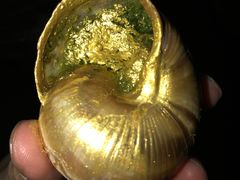 -金蜗牛