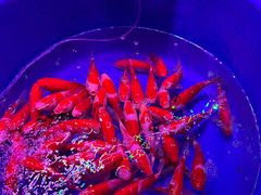 -中环花鸟鱼虫市场