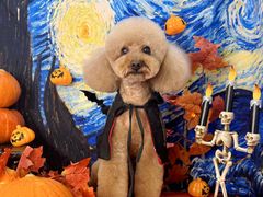 -读宠于你·约克夏比熊·睫角守宫·爬宠售卖(高新店)