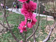 -桃花涧
