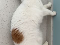 -纳吉亚猫专科动物医院·北北分院