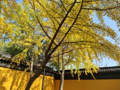 -西园戒幢律寺