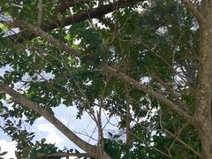 -东姑阿都拉曼海洋公园