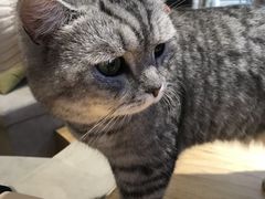 -啵啵喵·猫咖(攀华国际店)