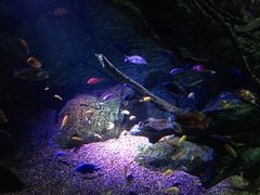 -暹罗海洋世界