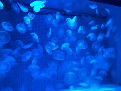 -厦门海底世界