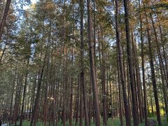 -上海滨江森林公园