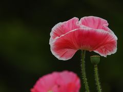 -上海滨江森林公园