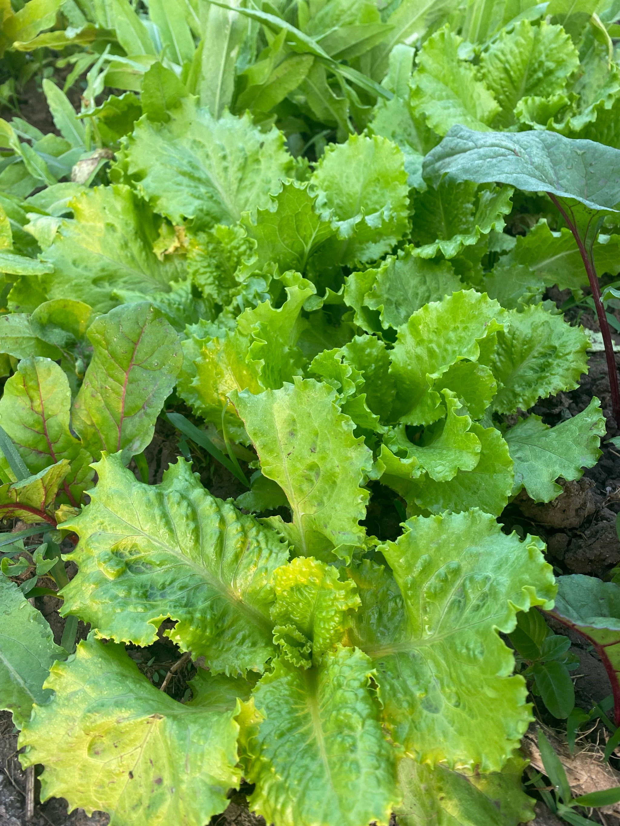 每天认识一种植物:16.生菜