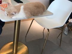 -飞行喵MR PILOT|猫舍·猫咖(静安大融城店)