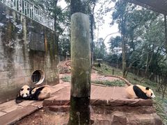 -中国大熊猫保护研究中心雅安碧峰峡基地