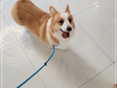 -奈斯宠物医院·核磁CT·异宠专科·内镜(中南店)