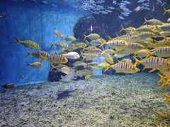 -泉城欧乐堡海洋极地世界