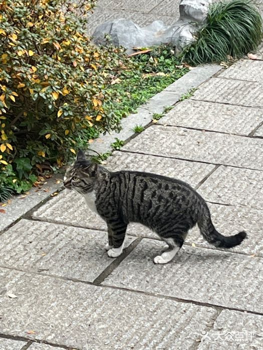 黄鹤楼公园(黄鹤楼)图片