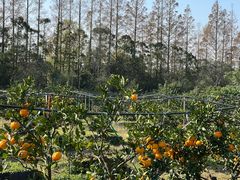 -前小桔亲子创意农场·草莓采摘·露营烧烤