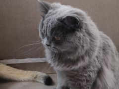 -猫和宫(六道口店)