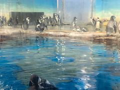 -海合安武汉极地海洋公园