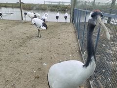 -盐城丹顶鹤湿地生态旅游区