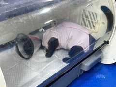 -美联众合动物医院(·中兽医·疑难杂症·严家桥分院)