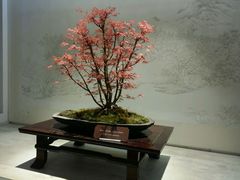 android_upload_pic-盆景园(扬州大运河文化旅游度假区)