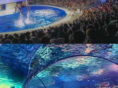 -日照海滨国家森林公园