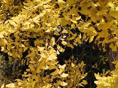 -成都市活水公园