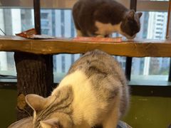 -猫猫幼稚园·撸猫·桌游·电玩