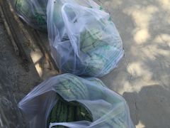 -庞各庄翠芳园西瓜蔬菜基地采摘园