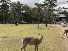 -奈良公园