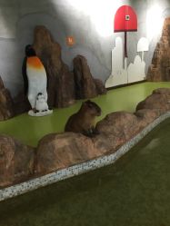 -七巧国萌宠乐园(龙湖天街店)