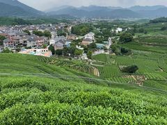 -龙坞茶村