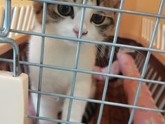 -伟伟宠物医院·CT影像中心·瑞派犬猫综合性门诊(汉口总院)