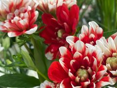 -森野花艺培训·企业团建活动沙龙