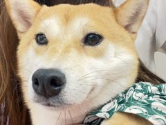 -怪兽屋·羊驼·猫咖·狗咖(俊华广场店)