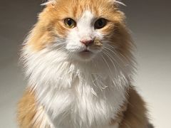 -豆逗聊愈猫阁Easy Life