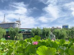 -莲湖公园