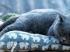 -猫小院猫主题咖啡厅(北锣店)